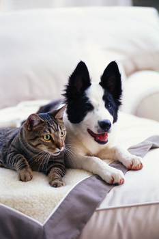 Complexes~Pets