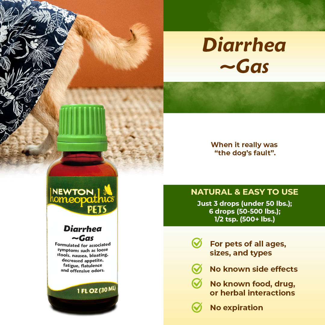 Pets Diarrhea ~ Gas