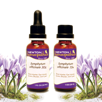 Symphytum officinale