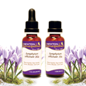Symphytum officinale