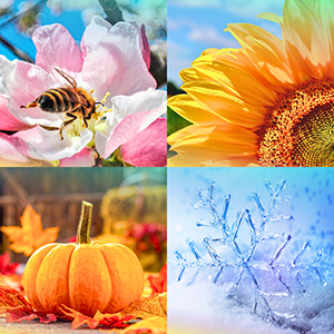 Seasonal Wellness